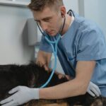 A Vet Treating a Sick Dog