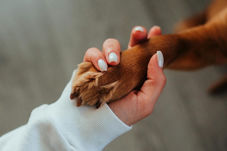 Todo sobre ¿Qué hacer si mi perro se lastimó la pata y cojea?