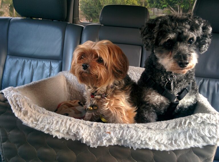 Todo sobre Viajar Seguro con tu Mascota en el Auto