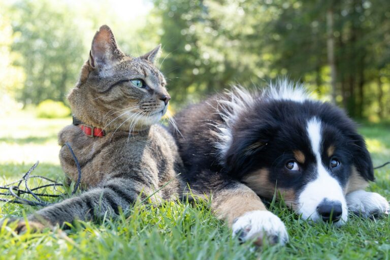 Todo sobre Los 20 Nombres de Animales en Kichwa