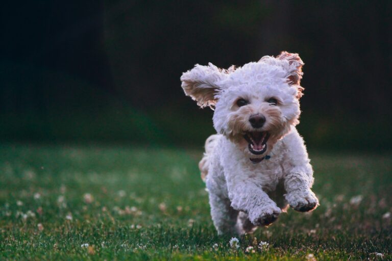 Todo sobre ¿Cuáles son los requisitos para adoptar una mascota?