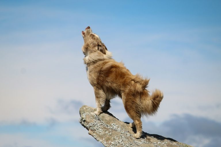 Todo sobre ¿Por Qué Aúllan los Perros? Todo lo que Necesitas Saber